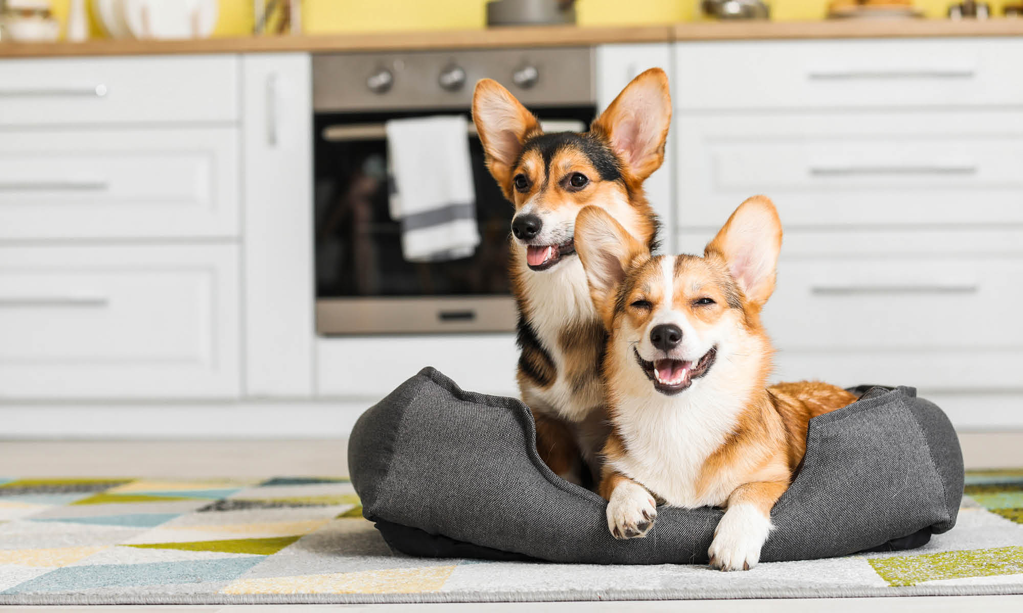 Deine Haustiere glücklich machen: Pflegetipps und Ideen für ein tierfreundliches Zuhause