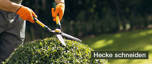 hecke schneiden