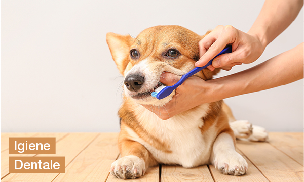 rivista-have-a-seat-living-rendere-felici-i-tuoi-animali-domestici-igiene-dentale