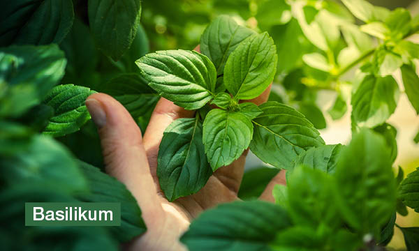 magazin-have-a-seat-living-krautergarten-gestalten-basilikum