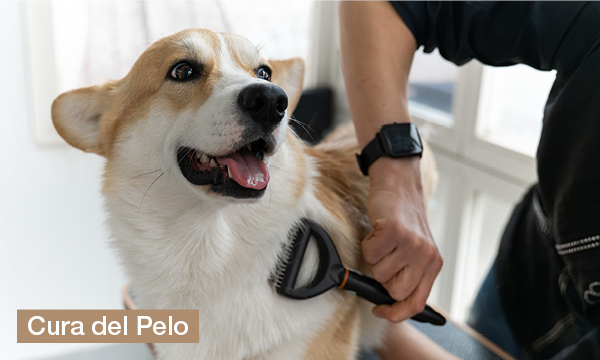 rivista-have-a-seat-living-rendere-felici-i-tuoi-animali-domestici-cura-del-pelo