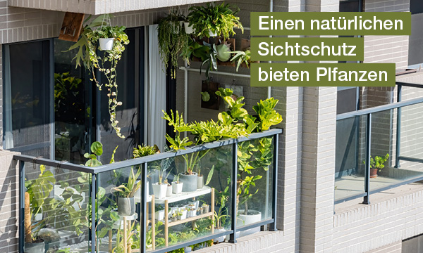 magazin-have-a-seat-living-balkonverkleidung-und-sichtschutzplanzen-als-natuerlicher-sichtschutz