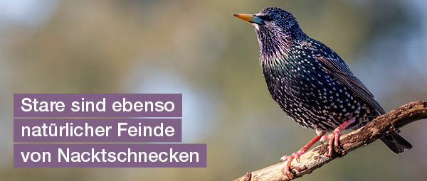 stare natuerlicher feind von nacktschnecken