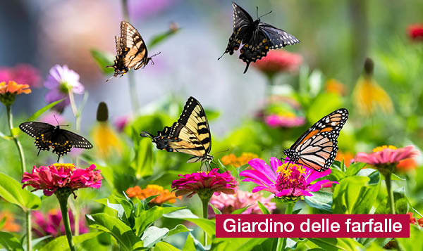 magazine-have-a-seat-living-progetti-di-giardinaggio-per-bambini-giardino-di-farfalle-colorate