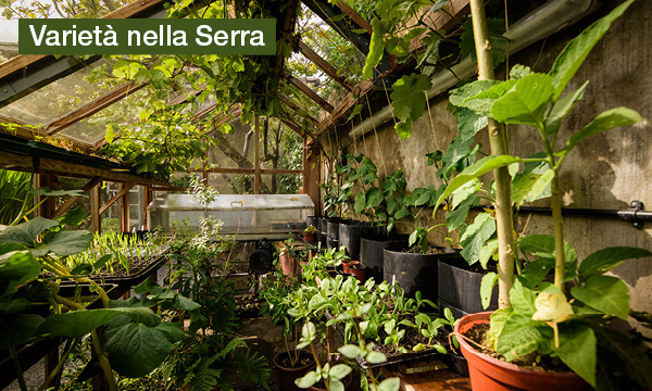 rivista-have-a-seat-living-il-paradiso-verde-serra-nel-proprio-giardino-varieta-nella-serra