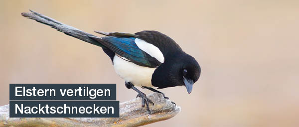 elster natuerlicher feind von nacktschnecken