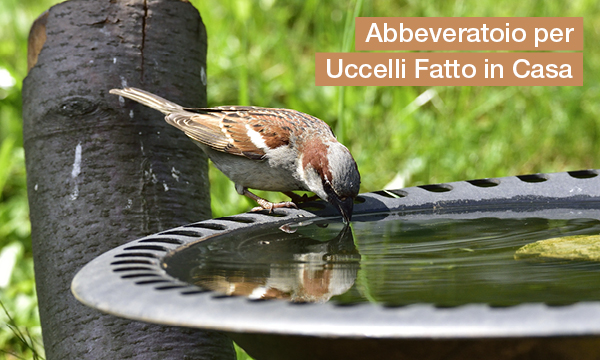 rivista-have-a-seat-living-decorazione-giardino-personalita-abbeveratoi-uccelli-fai-da-te