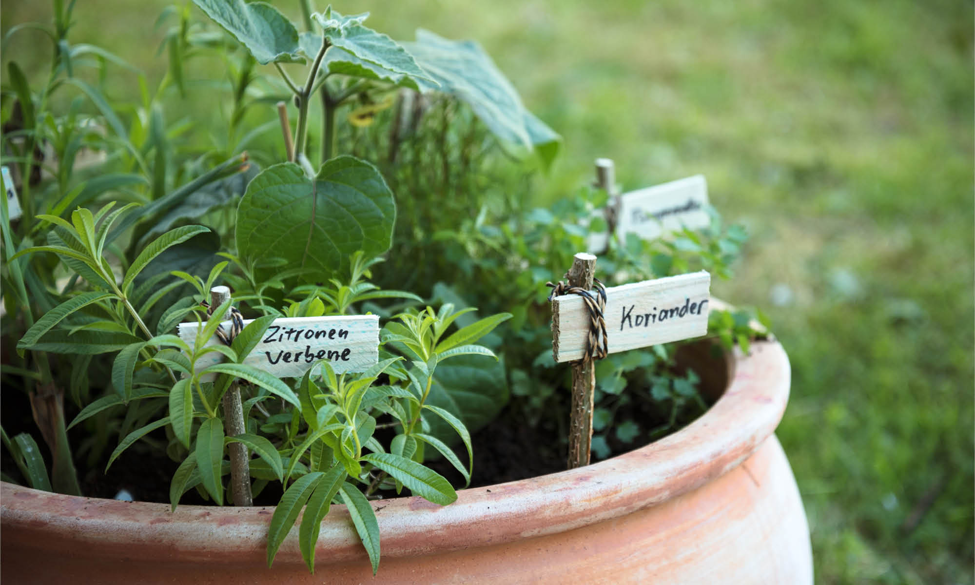 Il profumo del sapore: creare un giardino di erbe aromatiche per avventure culinarie
