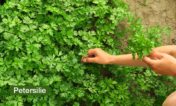 magazin-have-a-seat-living-krautergarten-gestalten-petersilie