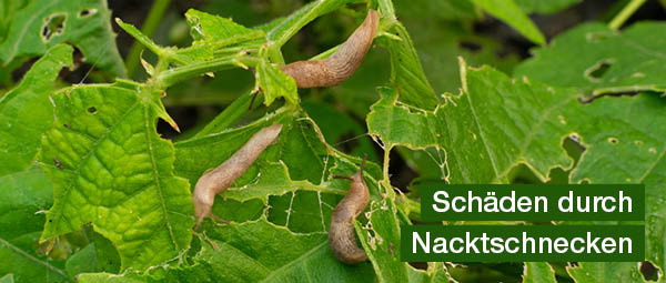 blaetterbefall von nacktschnecken