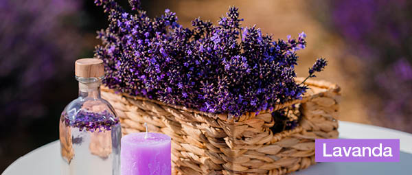 la lavanda come repellente per le zanzare