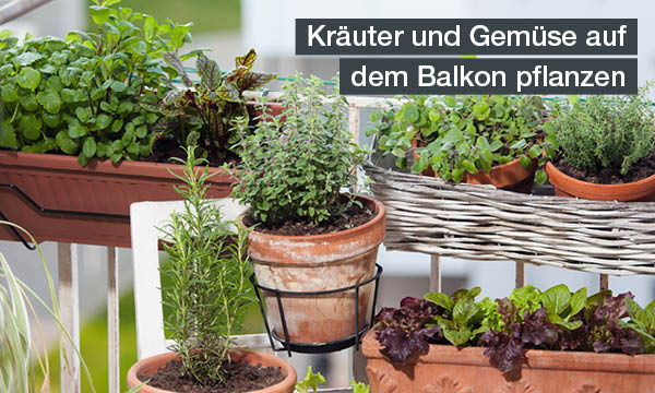 magazin-have-a-seat-living-balkonbegruenung-im-fruehling-kraeuter-und-gemuese-auf-dem- balkon-pflanze