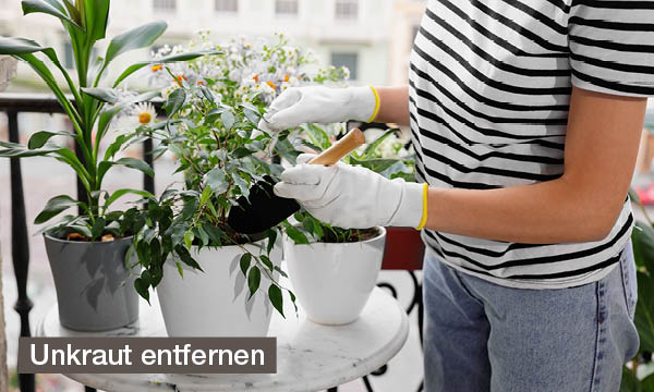 balkonpflege-im-aufbluehen-tipps-fuer-fruehling-und-sommer-unkraut-entfernen