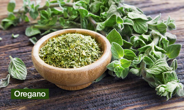 magazin-have-a-seat-living-krautergarten-gestalten-oregano