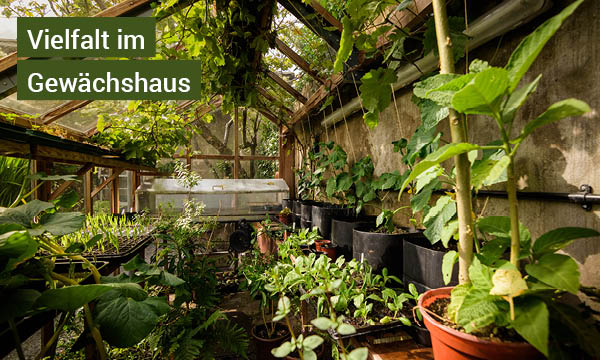 gruene-paradies-ein-gewaechshaus-im-eigenen-garten-vielfalt-im-gewaechshaus