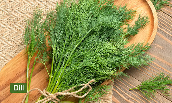 magazin-have-a-seat-living-krautergarten-gestalten-dill