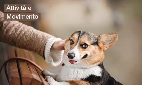 rivista-have-a-seat-living-rendere-felici-i-tuoi-animali-domestici-attivita-e-movimento
